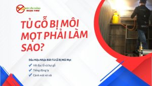 Tủ gỗ bị mối mọt phải làm sao?