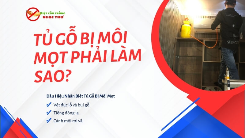 Tủ gỗ bị mối mọt phải làm sao?