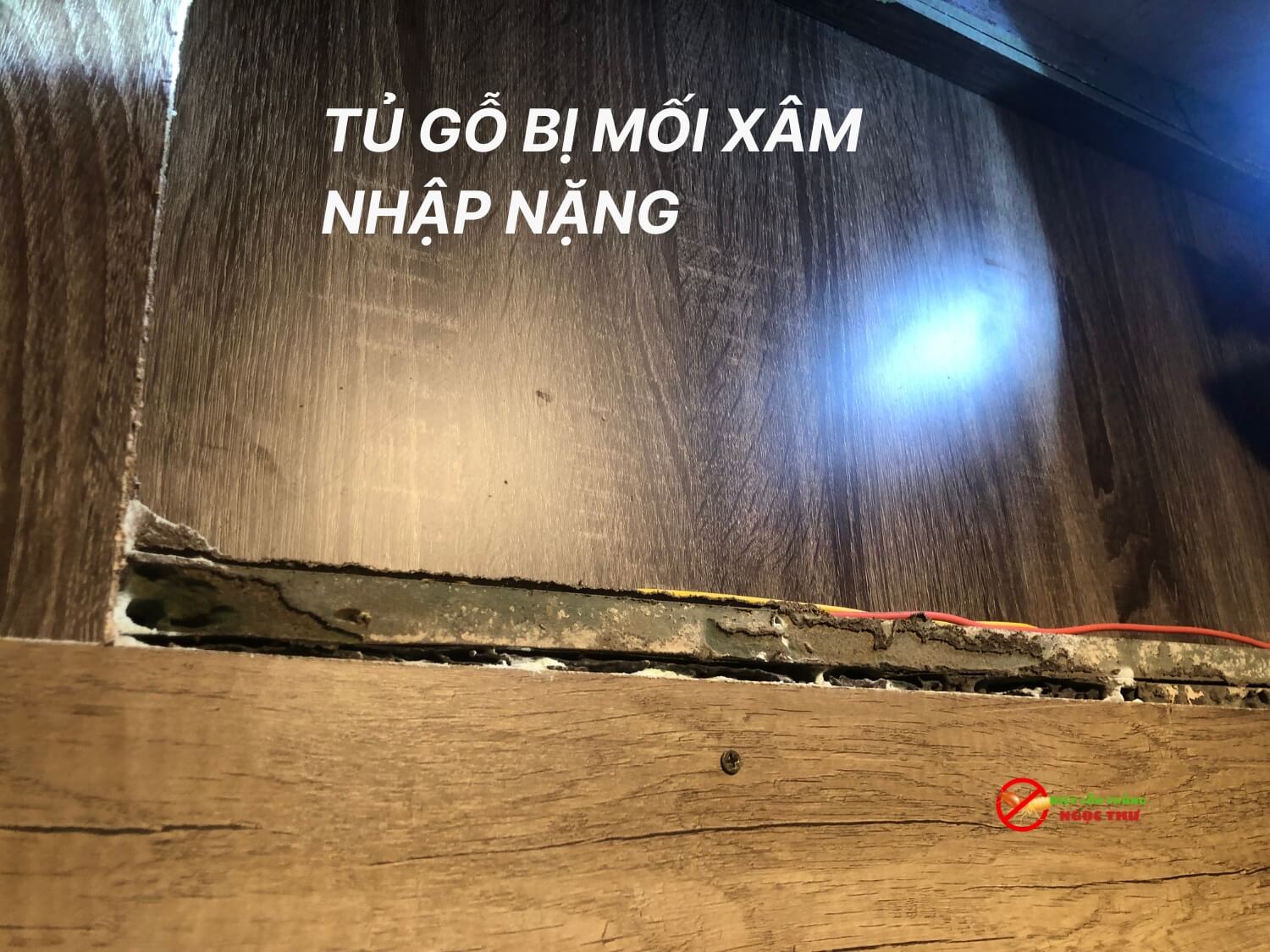 Tủ gỗ bị mối xâm nhập nặng