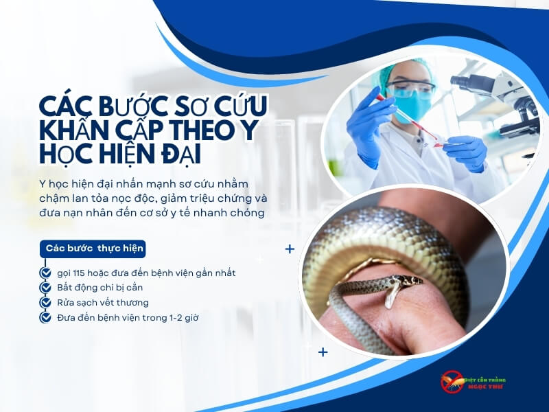 Các bước sơ cứu khi bị rắn cắn