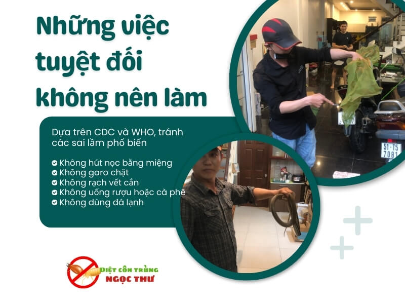 Những việc tuyệt đối không nên làm khi bị rắn cắn