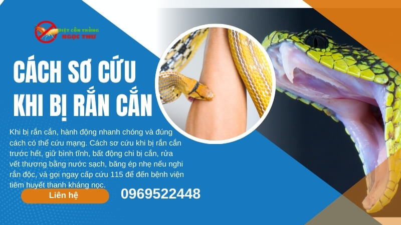 Cách sơ cứu khi bị rắn cắn