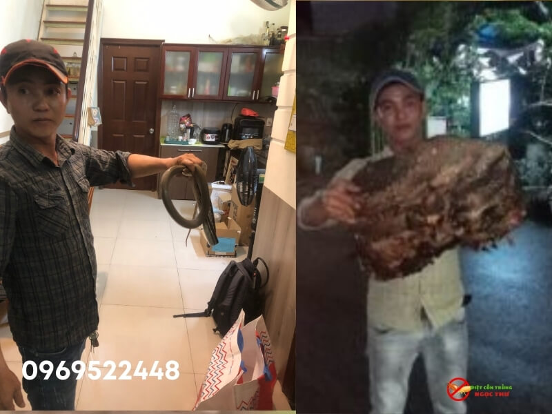 Công Ty Kiểm Soát Côn Trùng Chuyên Nghiệp, Uy Tín Tại TPHCM 5 Dịch vụ bắt rắn, bắt tổ ong khẩn cấp