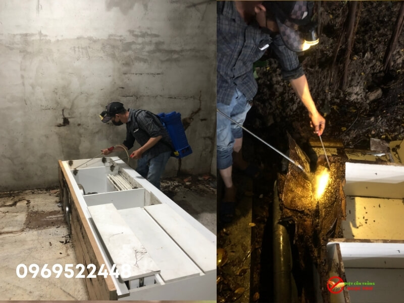 Công Ty Kiểm Soát Côn Trùng Chuyên Nghiệp, Uy Tín Tại TPHCM 2 Dịch vụ diệt mối tận gốc