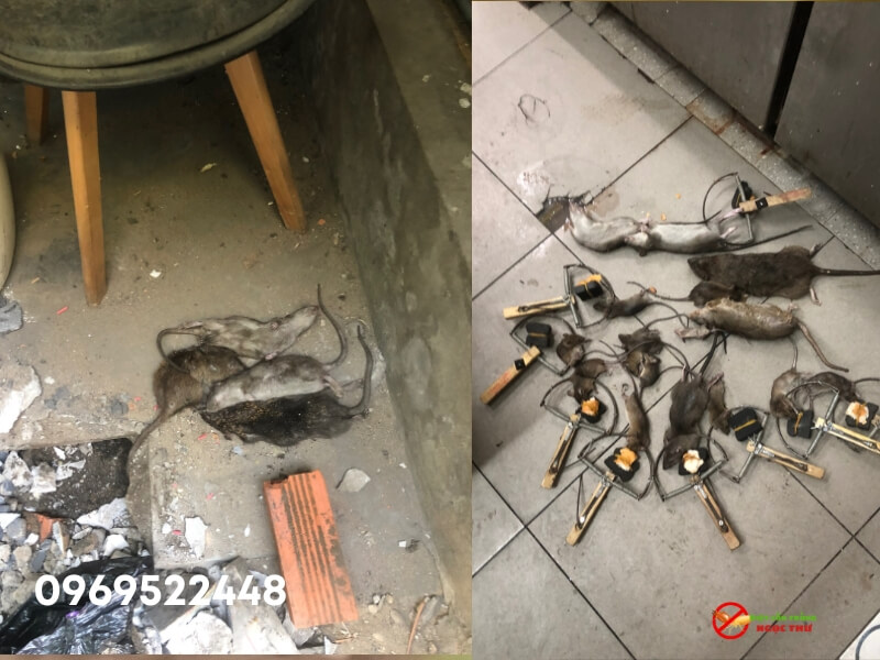 Công Ty Kiểm Soát Côn Trùng Chuyên Nghiệp, Uy Tín Tại TPHCM 4 Dịch vụ kiểm soát chuột chuyên nghiệp