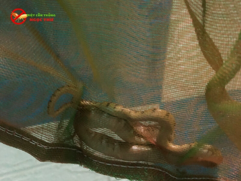 Dịch vụ bắt rắn chuyên nghiệp của ngọc thư tại TPHCM