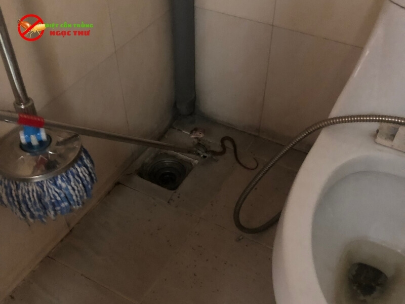 Dịch vụ bắt rắn chuyên nghiệp, bắt rắn bằng kẹp bắt rắn chuyên dụng