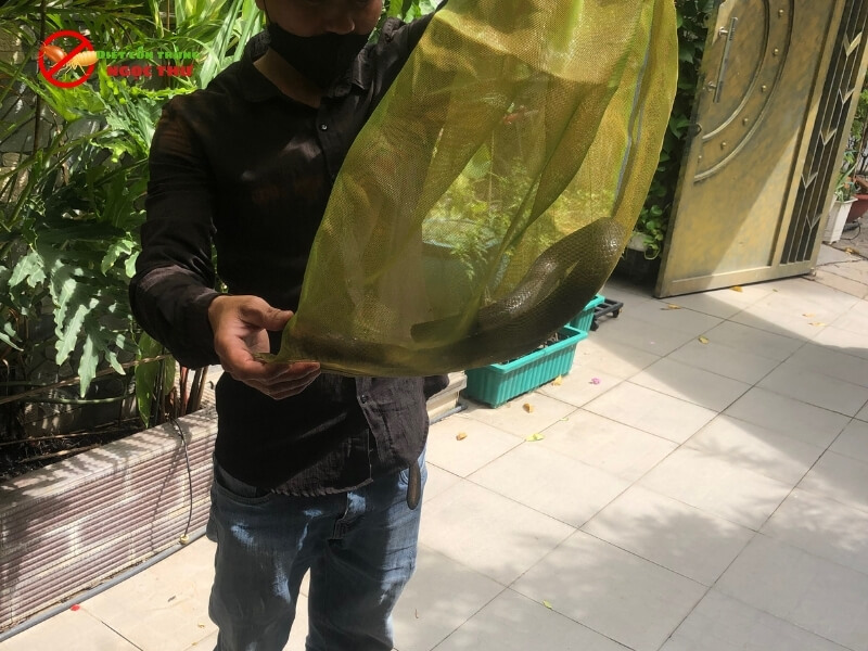 Dịch vụ bắt rắn chuyên nghiệp của ngọc thư
