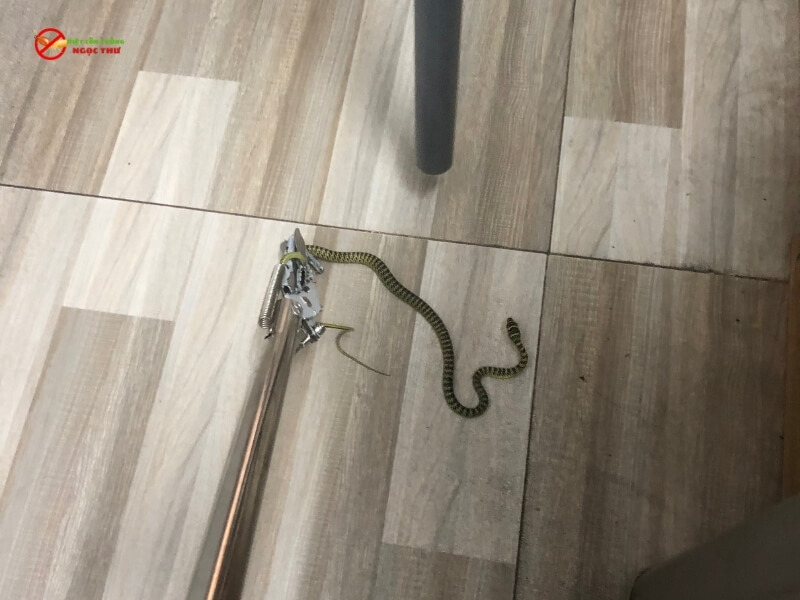 Dịch vụ bắt rắn tại nhà  chuyên nghiệp