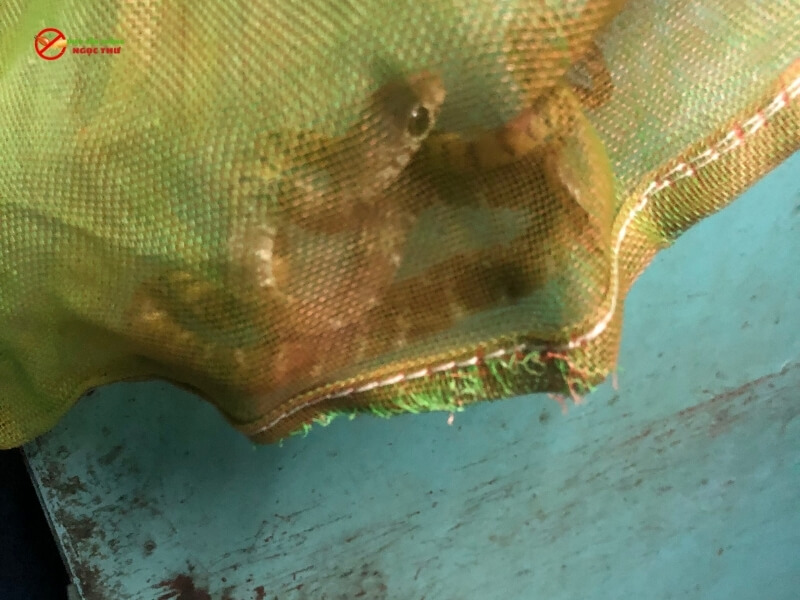 Dịch vụ bắt rắn tại nhà nhanh chóng và an toàn