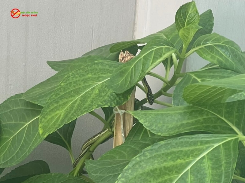 Rắn cườm bò vào vườn nhà dân tại quận 7