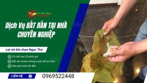 Dịch vụ bắt rắn tại nhà