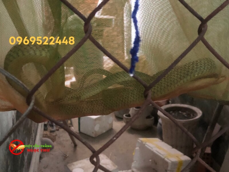 Sau đó rắn sẽ được đưa thả về tự nhiên xa khu dân cư, hoặc đem về tập kết tạm chờ thả