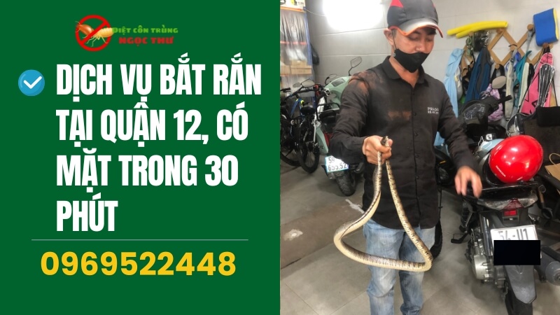 Dịch vụ bắt rắn tại quận 12 chuyên nghiệp