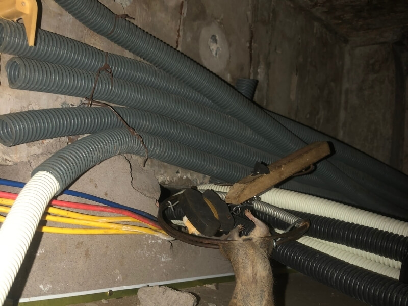 Dịch vụ bẫy chuột chuyên nghiệp, hiệu quả triệt để