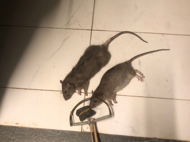 Dịch vụ bẫy chuột chuyên nghiệp, diệt tận gốc