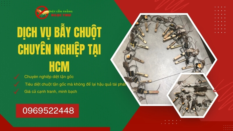 Dịch vụ bẫy chuột chuyên nghiệp Ngọc Thư