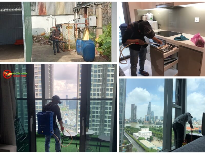 Dịch vụ diệt gián tại phường An Khánh, TPHCM, Ngọc Thư