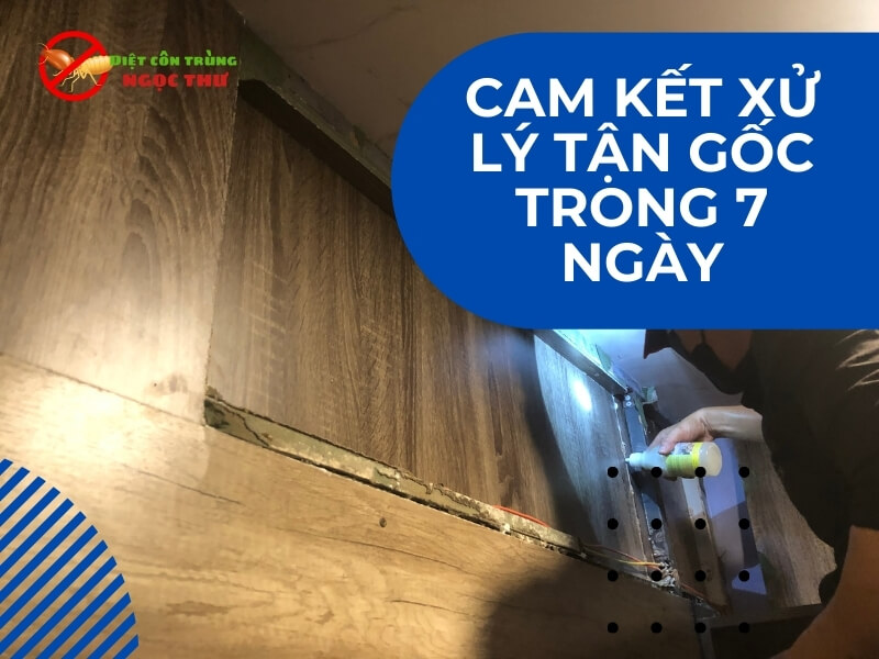 Dịch vụ diệt mối tận gốc Ngọc Thư, diệt tận gốc trong 7 ngày với phương pháp lây nhiễm sinh học