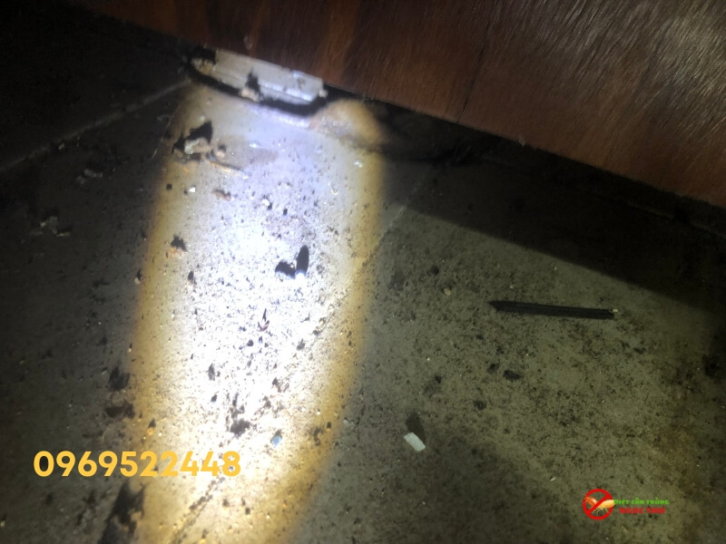 Chuột chết trong kẹt tủ quần áo