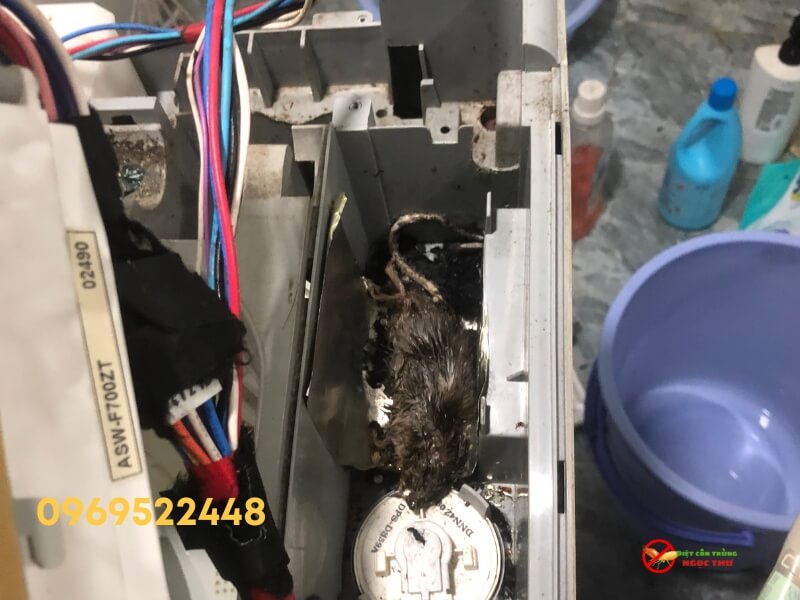 Chuột chết trong máy giặt đồ