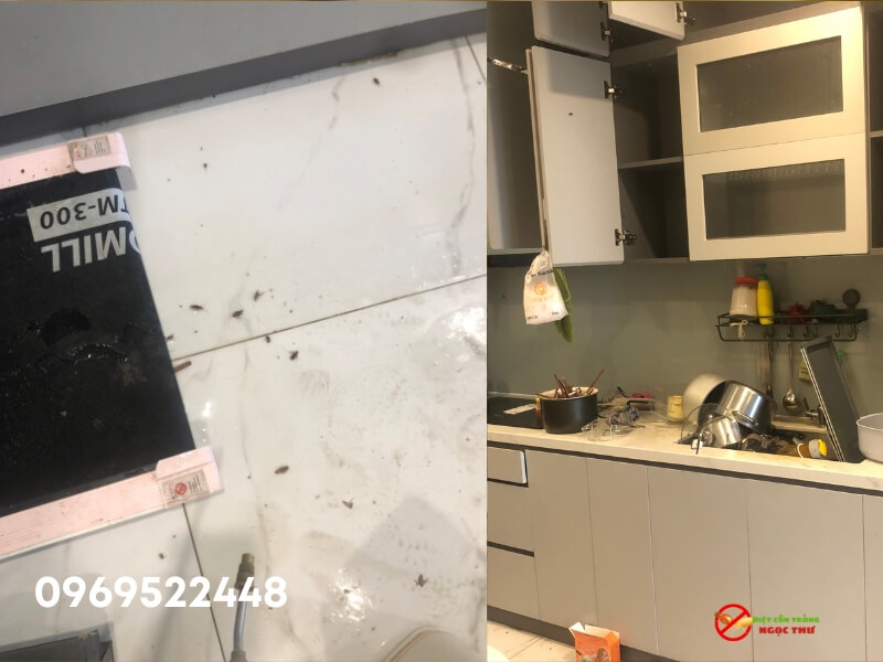 Diệt gián tại căn hộ chung cư quận 2