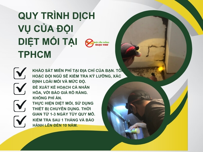Quy trình diệt mối của đội diệt mối chuyên nghiệp Ngọc Thư