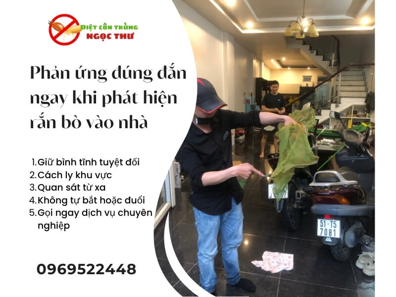 Phản ứng khi rắn bò vào nhà