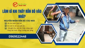 Làm gì khi thấy rắn bò vào nhà?