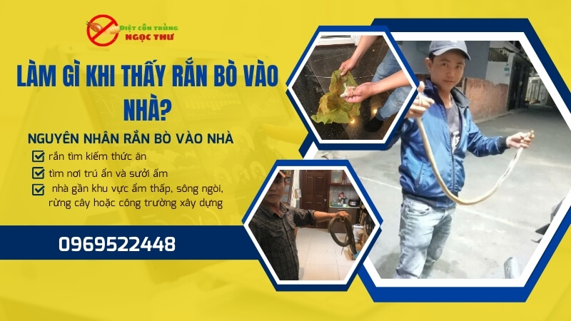 Làm gì khi thấy rắn bò vào nhà?
