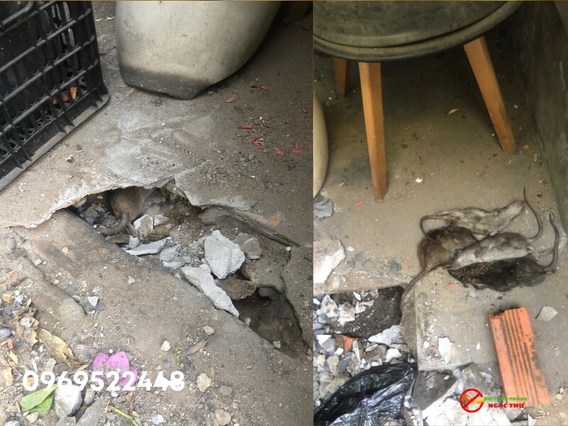 Mùi chuột chết có ảnh hưởng đến sức khỏe không-1