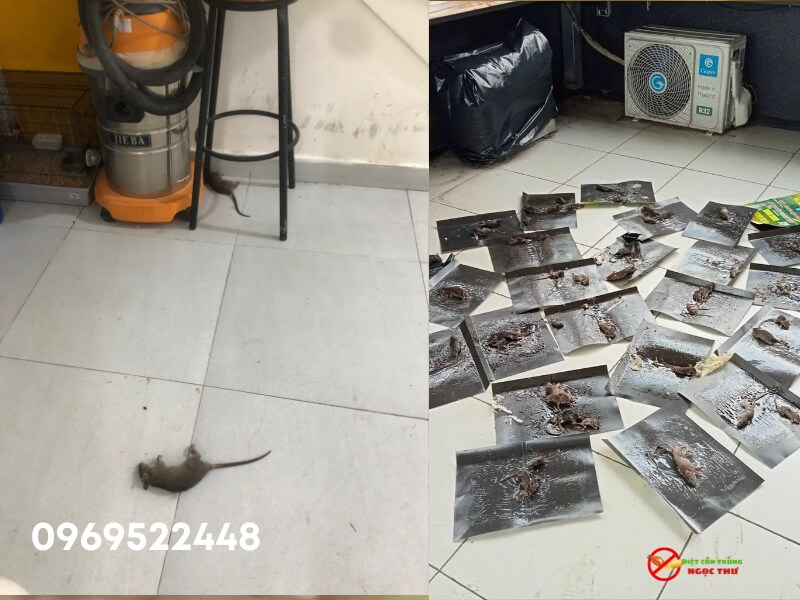 Chuột chết làm ảnh hưởng đến sức khỏe thể chất