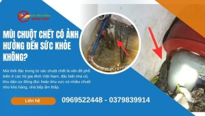 Mùi chuột chết có ảnh hưởng đến sức khỏe không