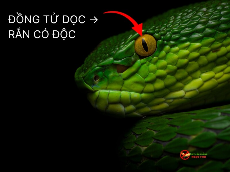 Đồng tử dọc của rắn lục đuôi đỏ