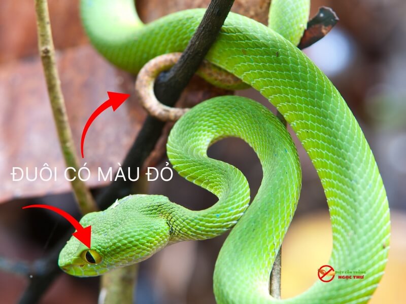 Rắn lục đuôi đỏ