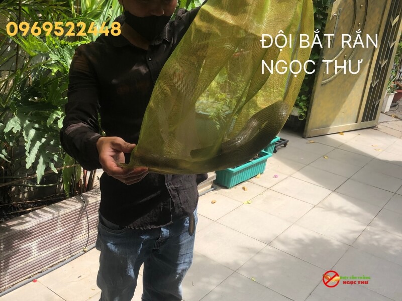 Dịch vụ đội bắt rắn Ngọc Thư
