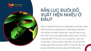 Rắn lục đuôi đỏ xuất hiện nhiều ở đâu