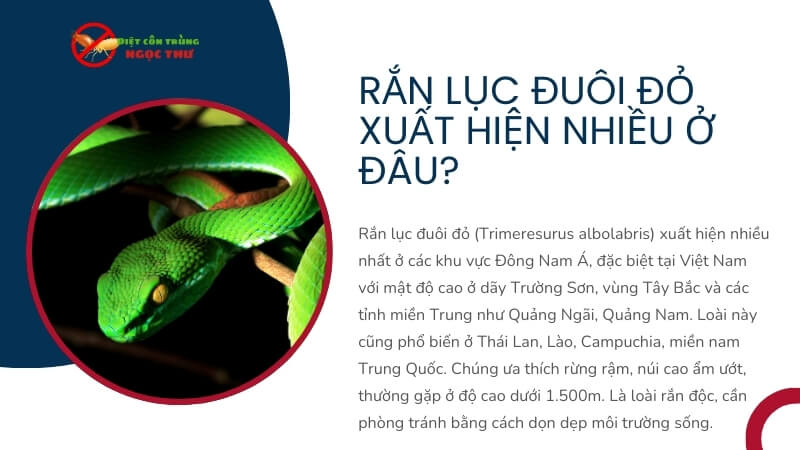 Rắn lục đuôi đỏ xuất hiện nhiều ở đâu