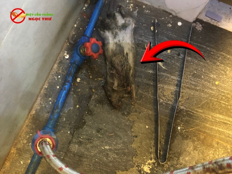 Chuột chết trong tường nhà kế bên ống nước