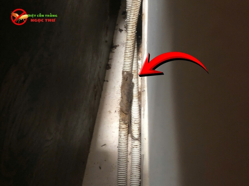 Chuột chết trong kẹt tủ