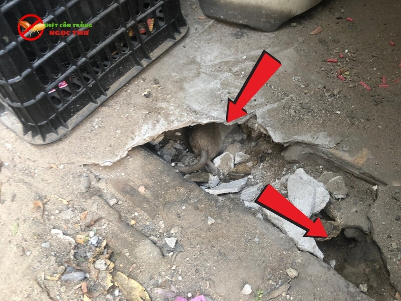 Chuột chết trong hang dưới nền si măng do ăn phải bã độc