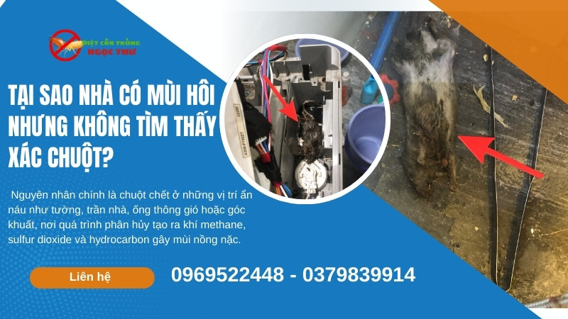 Tại sao nhà có mùi hôi nhưng không tìm thấy xác chuột?