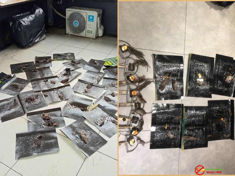 Công Ty Diệt Chuột Tại Bình Dương Chuyên Nghiệp – Giải Pháp IPM Cho Nhà Xưởng & KCN 2026 4 Công ty diệt chuột chuyên nghiệp, áp dụng phương pháp IPM hiện đại