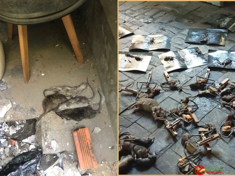 Công Ty Diệt Chuột Tại Bình Dương Chuyên Nghiệp – Giải Pháp IPM Cho Nhà Xưởng & KCN 2026 2 Công ty diệt chuột chuyên nghiệp, an toàn tại Bình Dương, Ngọc Thư