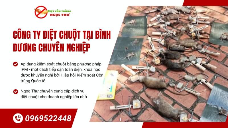 Công Ty Diệt Chuột Tại Bình Dương Chuyên Nghiệp – Giải Pháp IPM Cho Nhà Xưởng & KCN 2026 1 Công ty diệt chuột tại Bình Dương chuyên nghiệp