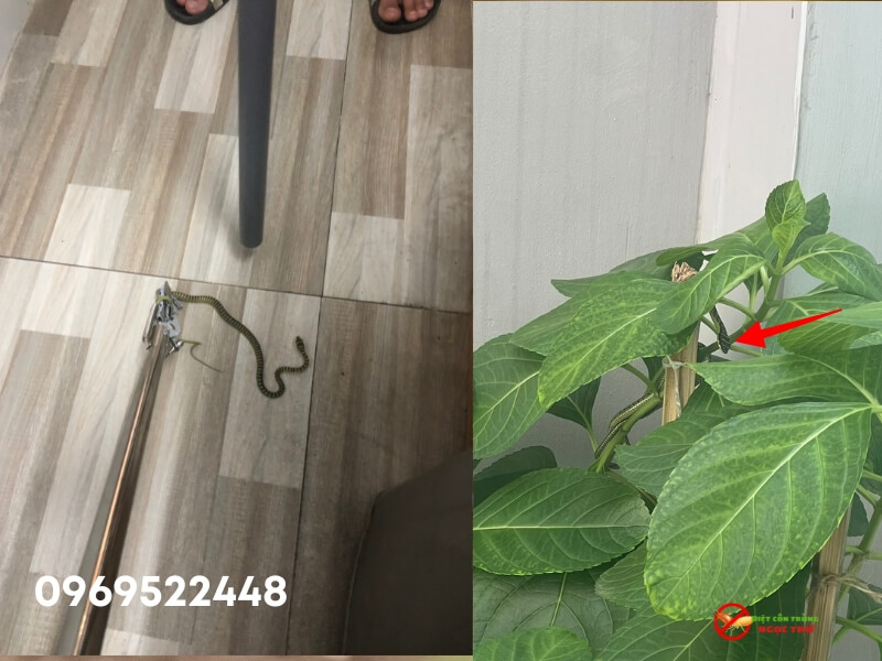 Dịch vụ bắt rắn tại quận 8 chuyên nghiệp, an toàn