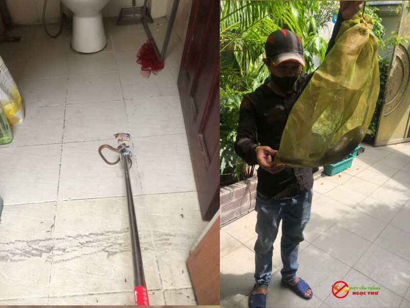 Đội bắt rắn tại quận 8 chuyên nghiệp