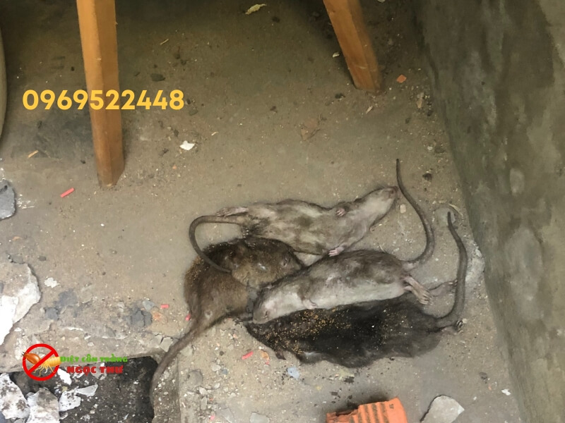 Dịch vụ diệt chuột tại phường Nhiêu Lộc chuyên nghiệp, diệt tận ổ