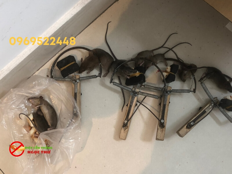 Dịch vụ diệt chuột tại phường Nhiêu Lộc chuyên nghiệp, uy tín, hiệu quả cao
