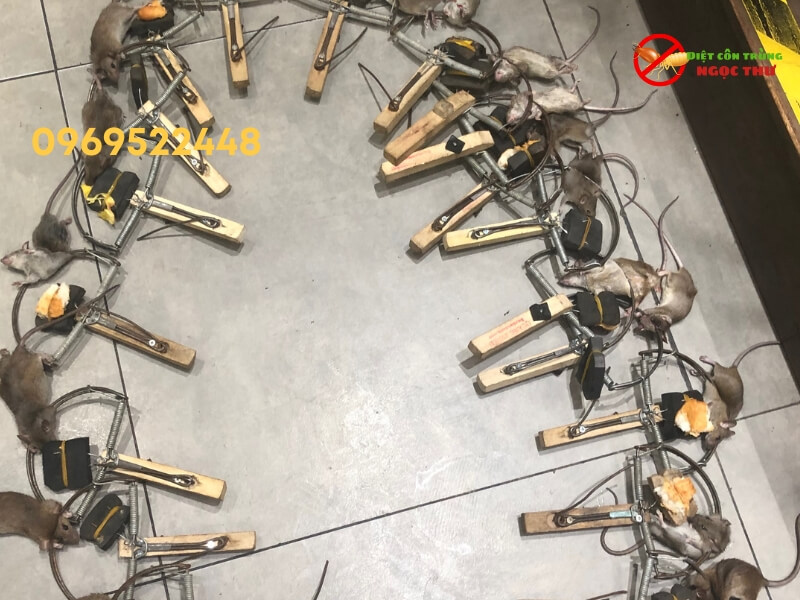 Dịch vụ diệt chuột tại phường Nhiêu Lộc chuyên nghiệp, giá rẻ